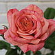 Роза "Фламинго", Цветы, Москва,  Фото №1