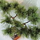 Pine from yarn grass. Bonsai. Veter. Online shopping on My Livemaster.  Фото №2
