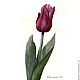 Открытка авторская Тюльпан, цветы акварель бордовый, Открытки, Москва,  Фото №1