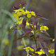 Вербейник Firecracker, многолетнее растение, саженец. Клумба. Шмелиный сад. Интернет-магазин Ярмарка Мастеров.  Фото №2
