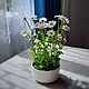 Заказать Ромашки из полимерной глины. my_polymer_flowers. Ярмарка Мастеров. . Композиции Фото №3