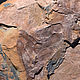 Заказать Древний хвощ и папоротник (315 млн лет). Paleoflora. Ярмарка Мастеров. . Минералы Фото №3